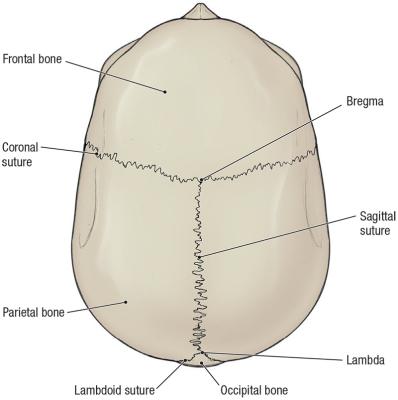 thumbs/Superior Skull.jpeg.jpg